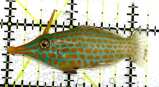 Orange Spotted Filefish OSF041103 WYSIWYG Size: L 2.25" approx