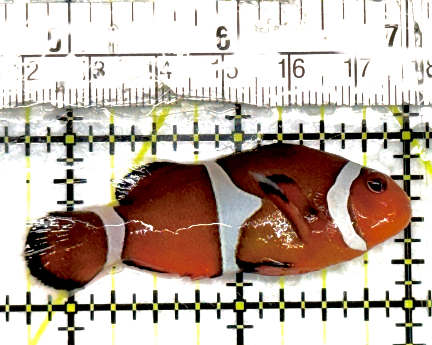 Ocellaris Clownfish OC100702 WYSIWYG Size: L 2.25" approx