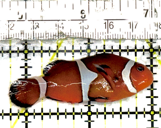 Ocellaris Clownfish OC100702 WYSIWYG Size: L 2.25" approx