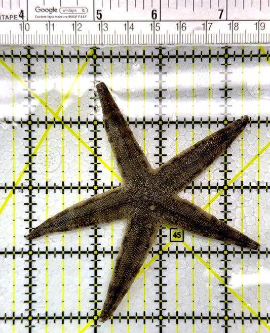 Sand Shifting Starfish SSS111102 WYSIWYG Size: 3.5"
