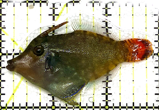 Red Tail Filefish RTF041102 WYSIWYG Size: L 3" approx