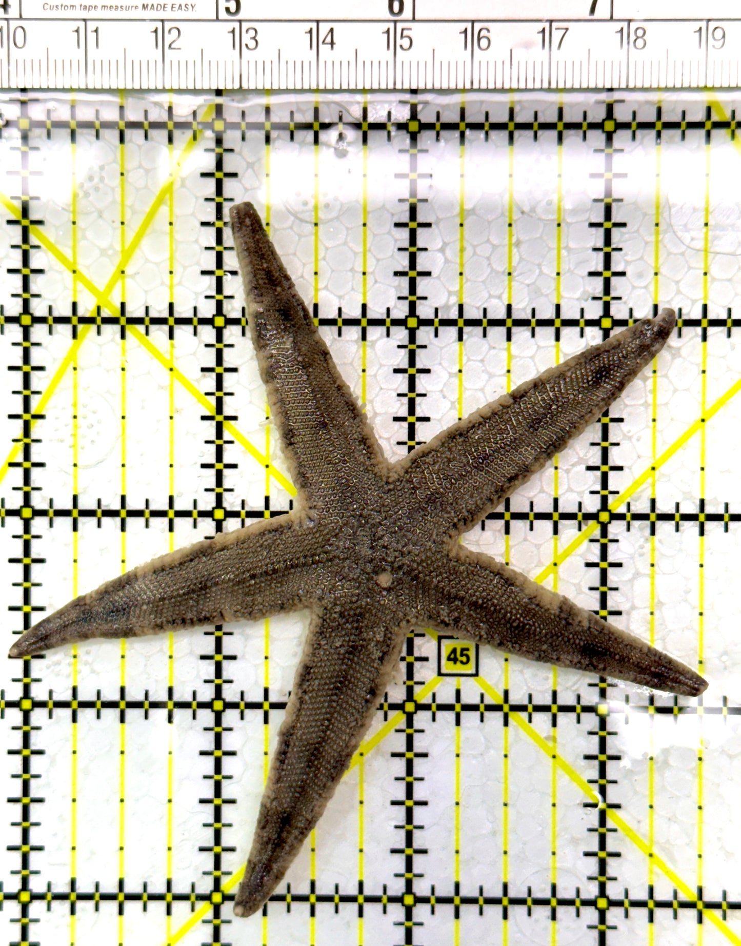 Sand Shifting Starfish SSS111102 WYSIWYG Size: 3.5"