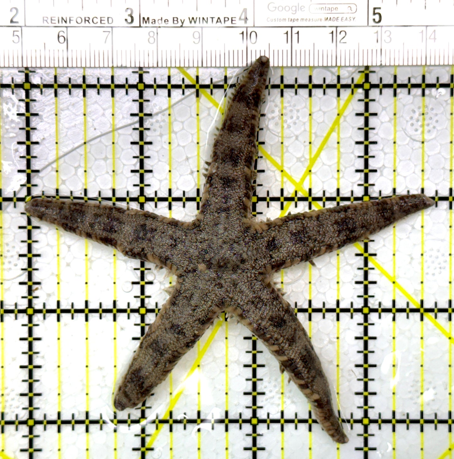 Sand Shifting Starfish SSS111101 WYSIWYG Size: 3.5"