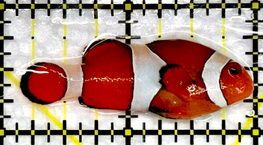 Ocellaris Clownfish OC100501 WYSIWYG Size: M 2"