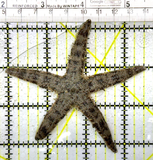 Sand Shifting Starfish SSS111101 WYSIWYG Size: 3.5"
