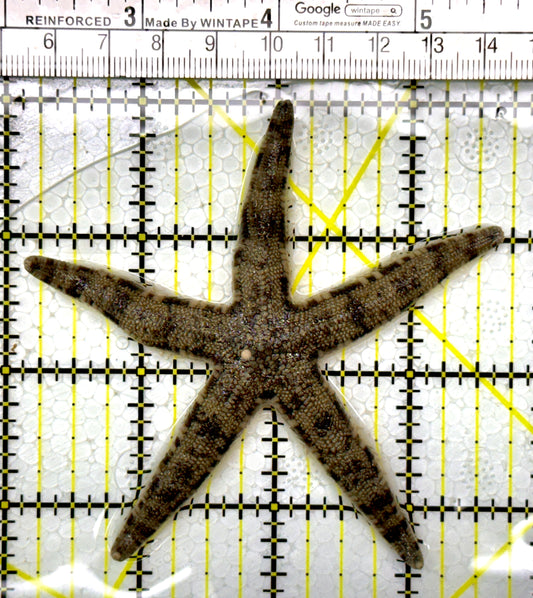 Sand Shifting Starfish SSS111103 WYSIWYG Size: 3.5"