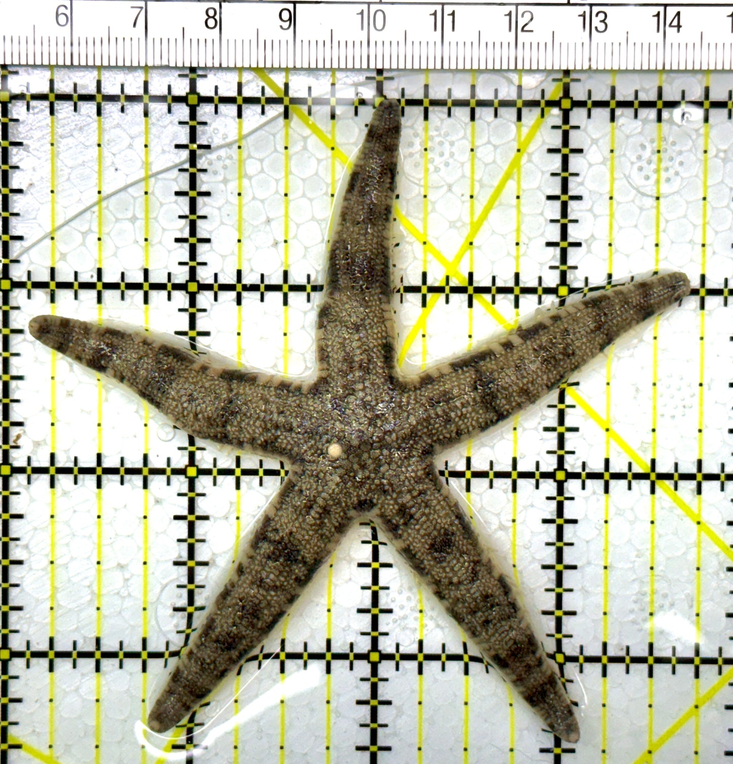 Sand Shifting Starfish SSS111103 WYSIWYG Size: 3.5"