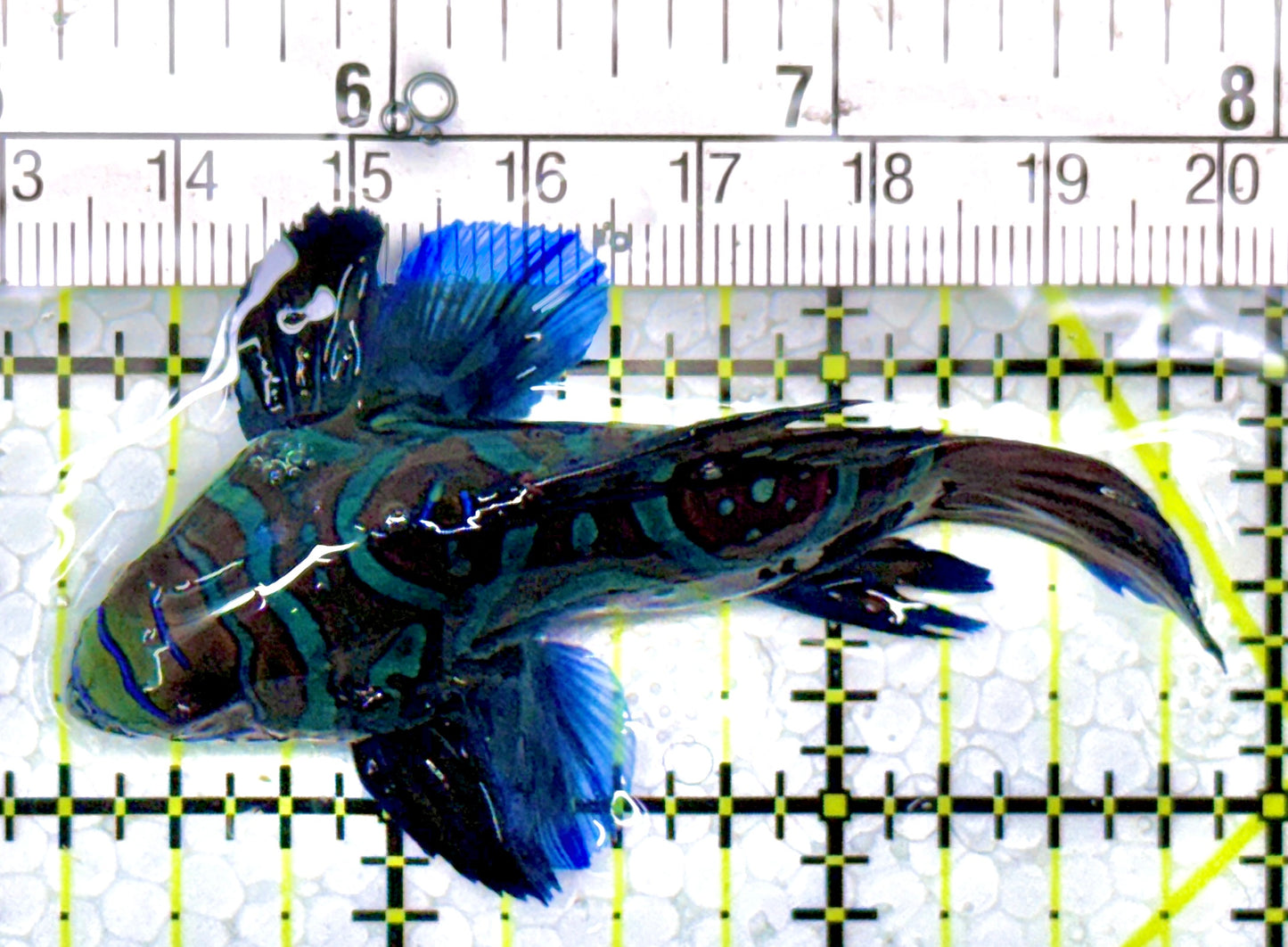 Green Mandarin Dragonet GMD111101 WYSIWYG Size: XXL/SHOW 3.25"