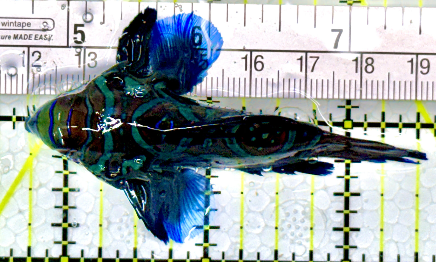 Green Mandarin Dragonet GMD111102 WYSIWYG Size: XL 2.75"