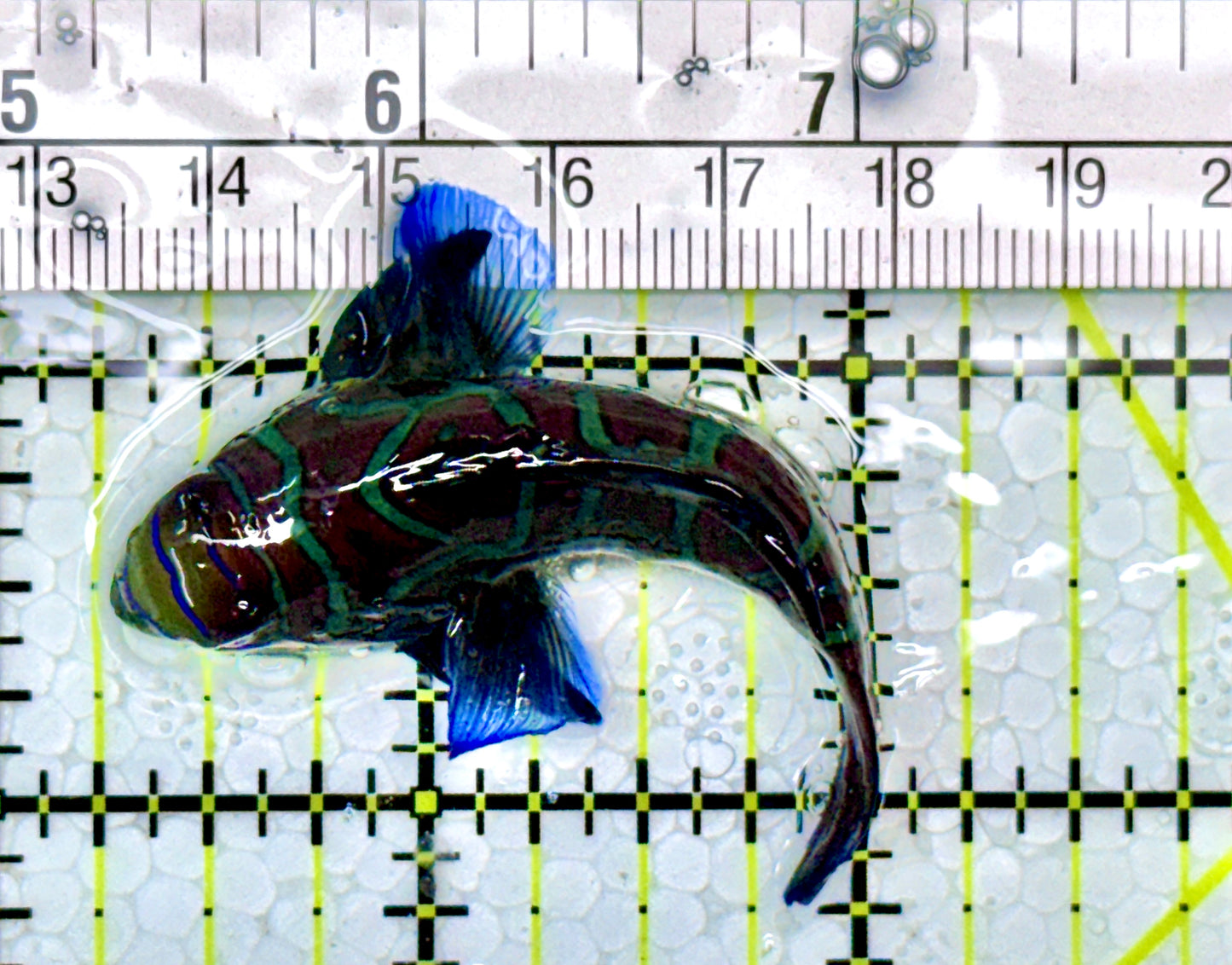 Green Mandarin Dragonet GMD111103 WYSIWYG Size: XL 2.5"