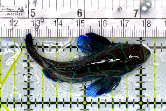 Green Mandarin Dragonet GMD111103 WYSIWYG Size: XL 2.5"