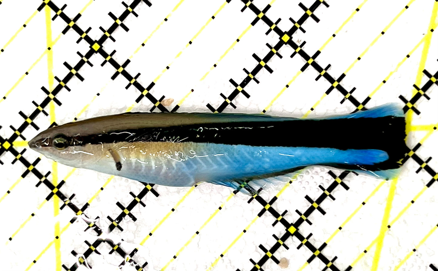 Blue Cleaner Wrasse BCW041103 WYSIWYG Size: XL 2.25" approx