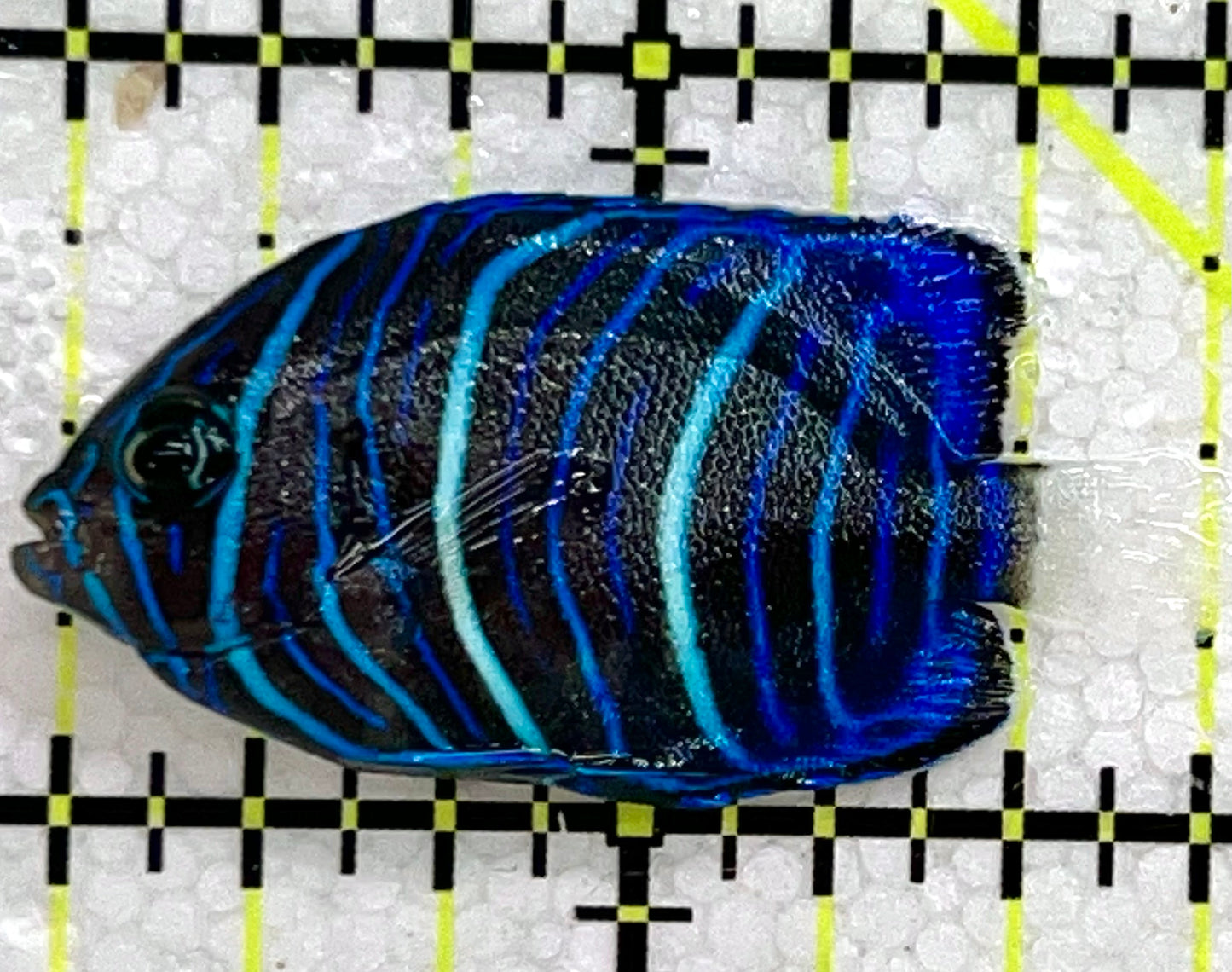 Blue Ring Angelfish Juvenile BRAJ041101 WYSIWYG Size: Tiny 1.5" approx