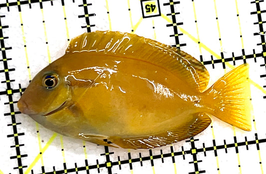 Orange Shoulder Tang Juvenile OSTJ041102 WYSIWYG Size: S 2.75" approx