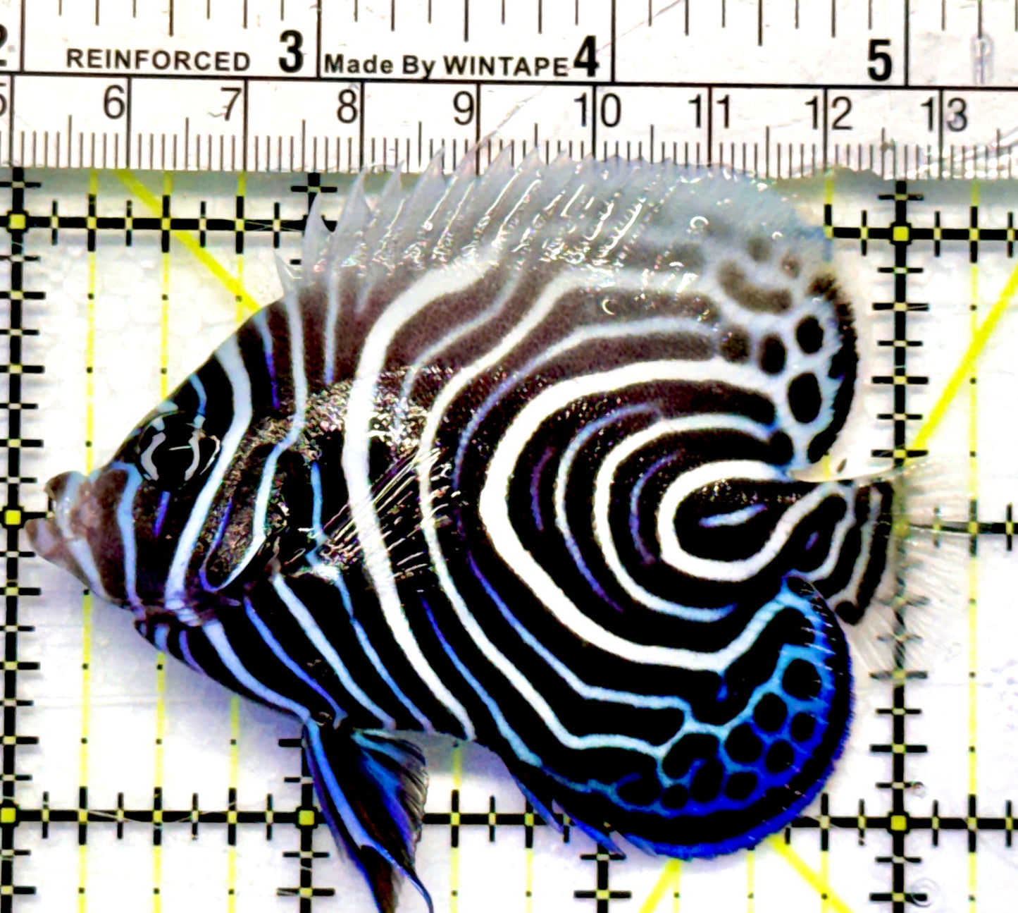 Emperor Angelfish Juvenile EAJ101101 WYSIWYG Size: L 3.25"