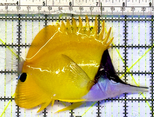 Yellow Longnose Butterflyfish YLB101101 WYSIWYG Size: XXL 5.5"