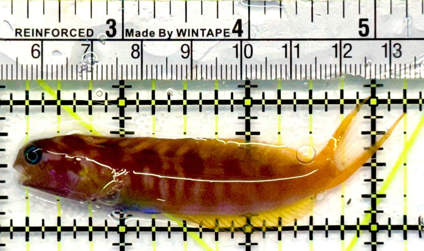 Golden Midas Blenny Africa GMBA101101 WYSIWYG Size: L 3.25"