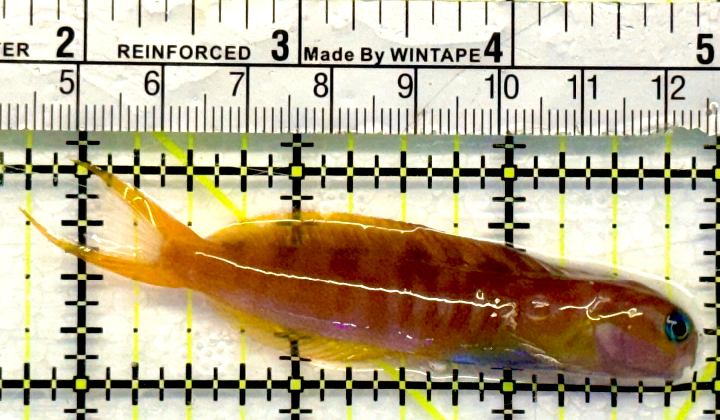 Golden Midas Blenny Africa GMBA101101 WYSIWYG Size: L 3.25"