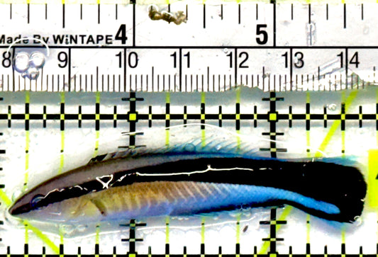 Blue Cleaner Wrasse BCW101101 WYSIWYG Size: XL 2.75"