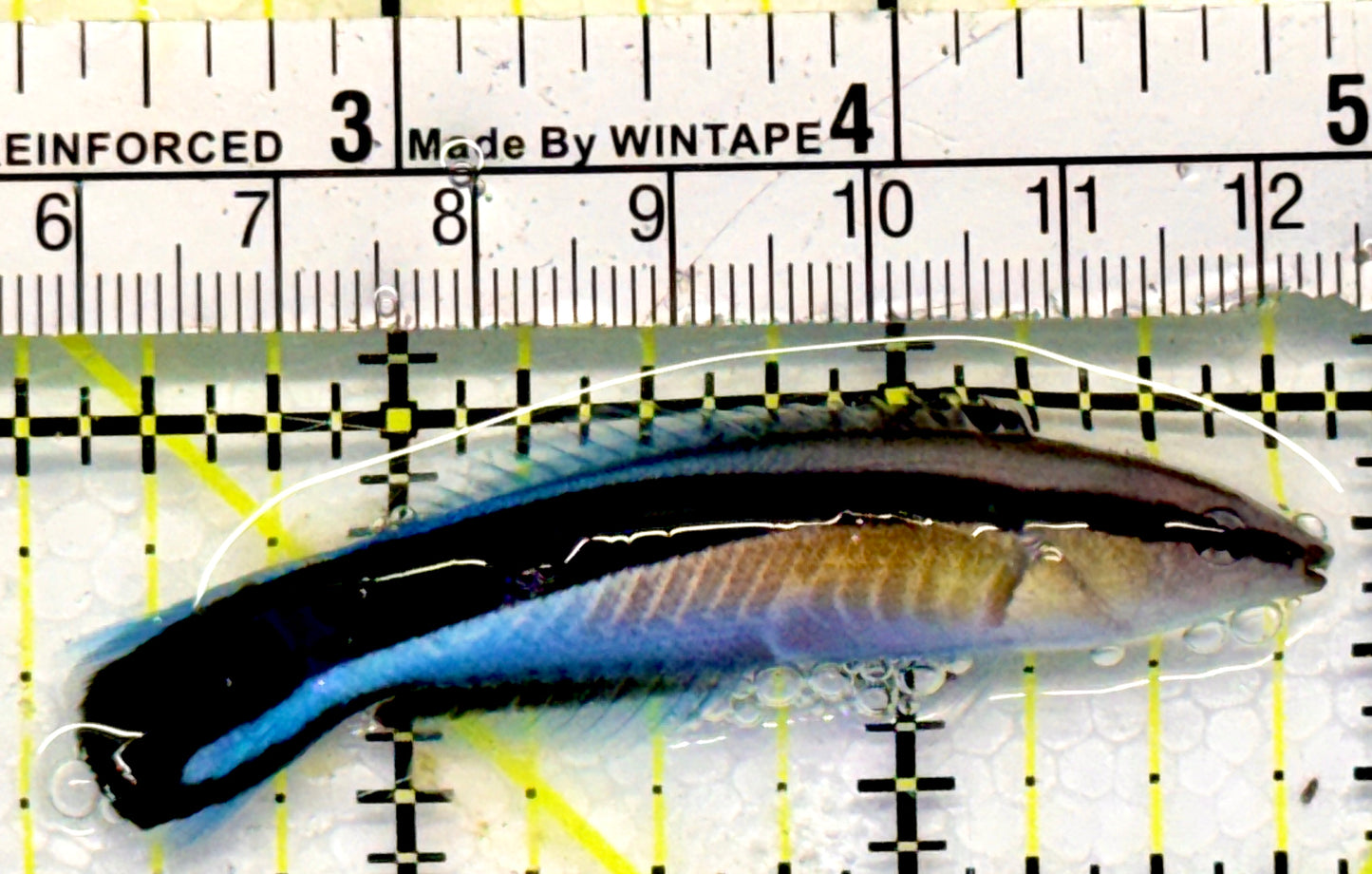 Blue Cleaner Wrasse BCW101101 WYSIWYG Size: XL 2.75"