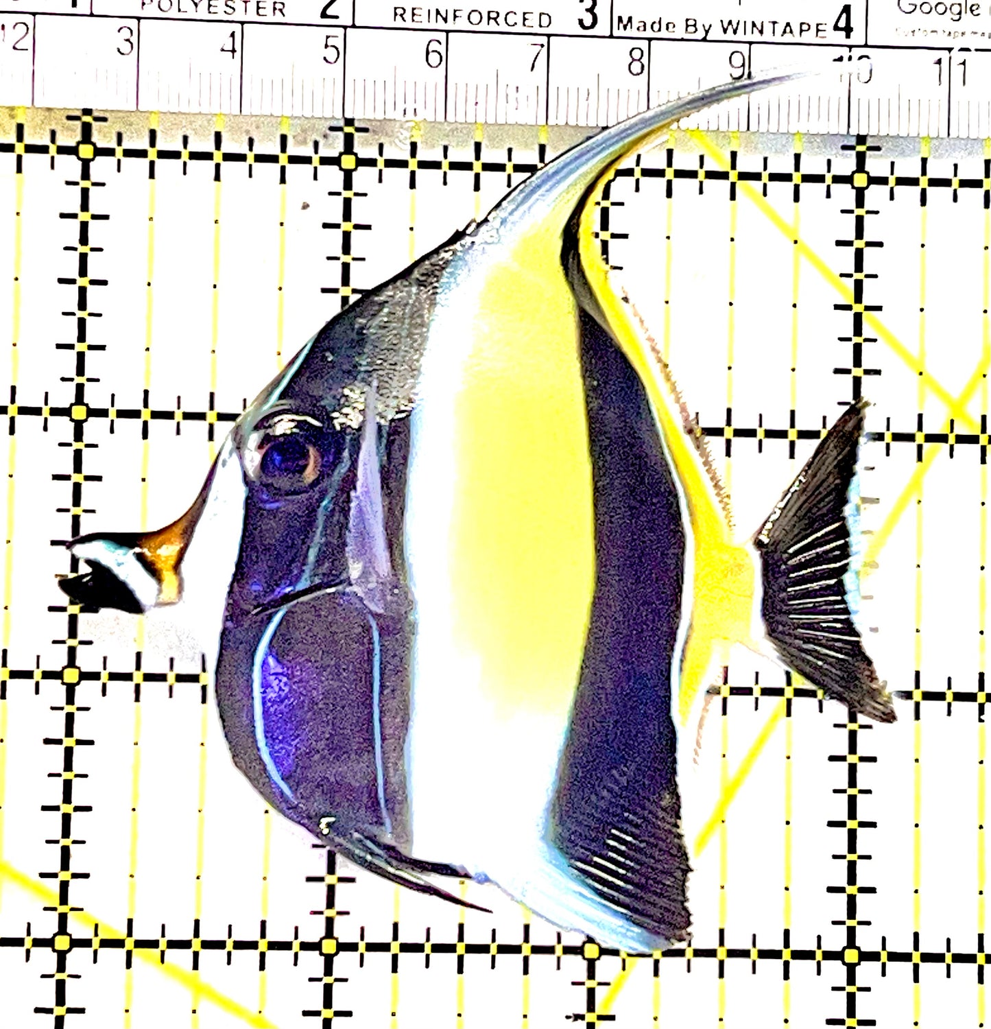 Moorish Idol MI062802 WYSIWYG Size: ML 3.25" approx