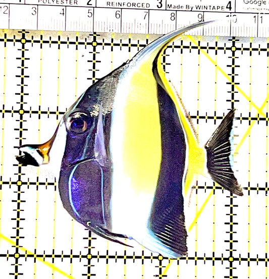Moorish Idol MI062802 WYSIWYG Size: ML 3.25" approx