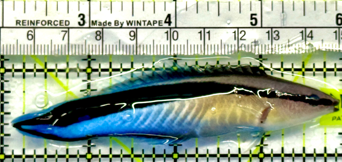 Blue Cleaner Wrasse BCW101102 WYSIWYG Size: XXL 4"
