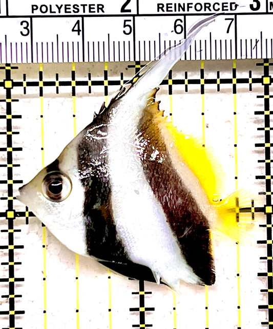 Heniochus Butterflyfish HB062801 WYSIWYG Size: S 2"approx