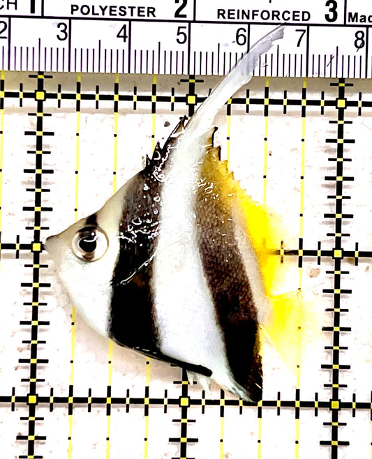 Heniochus Butterflyfish HB062802 WYSIWYG Size: S 2"approx