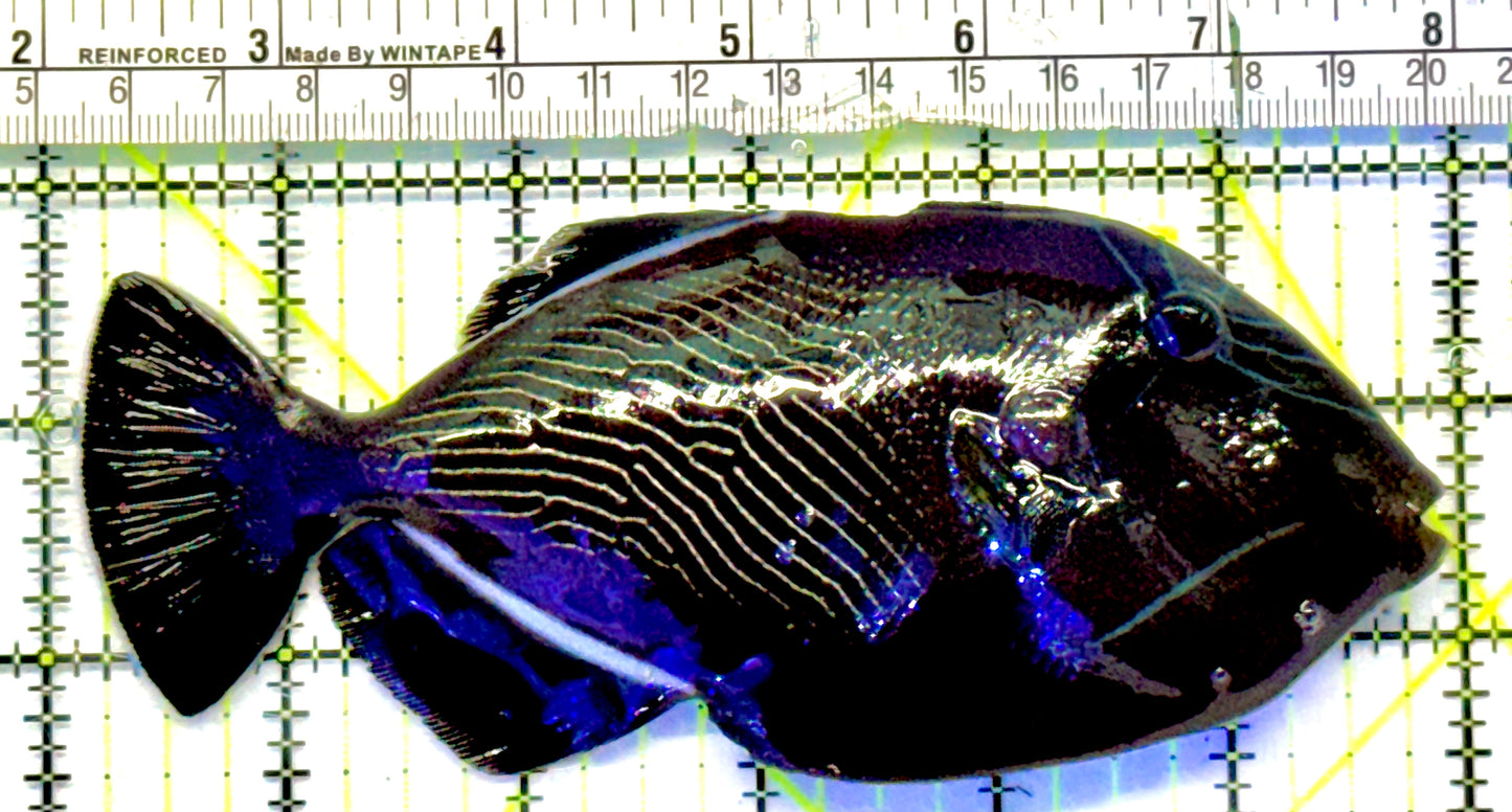 Black Triggerfish BT101101 WYSIWYG Size: XL 6"