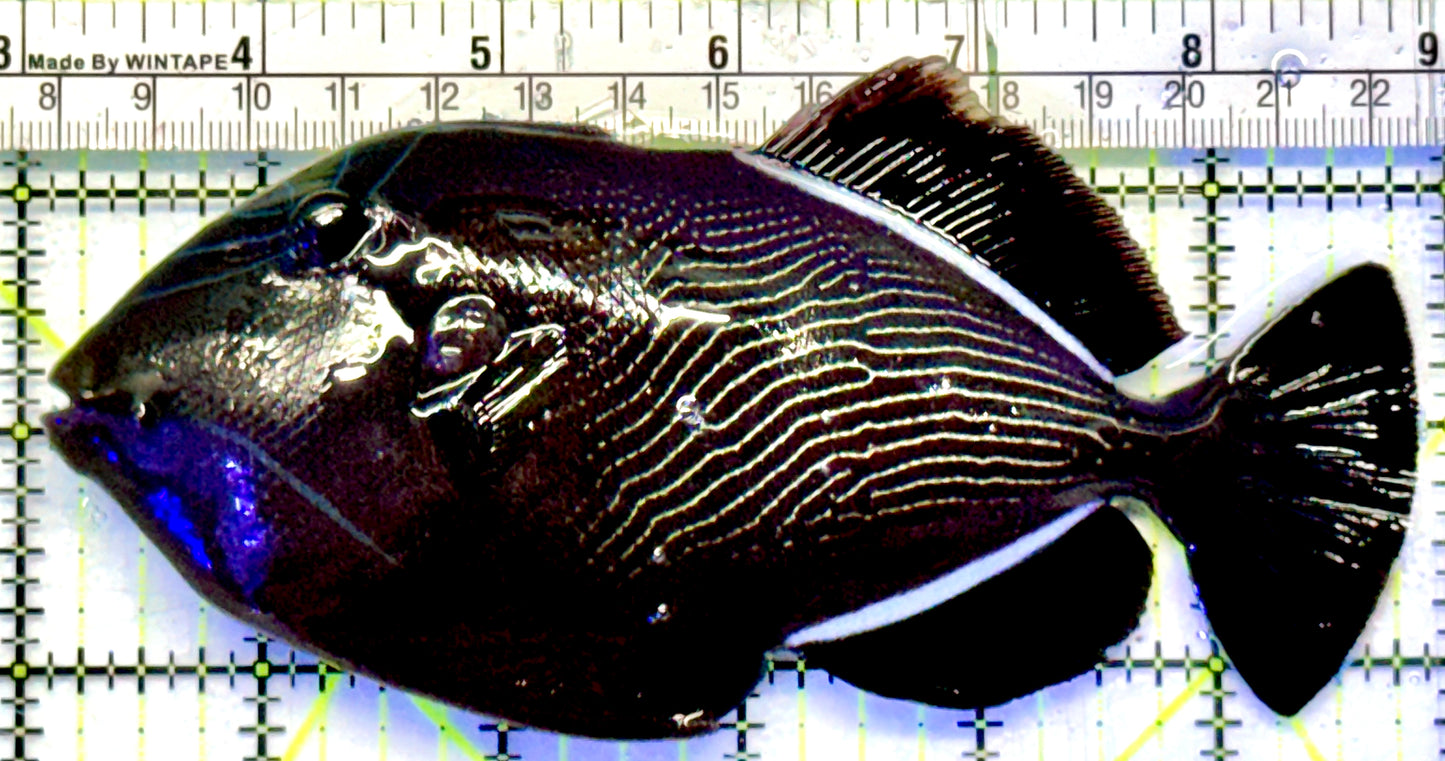 Black Triggerfish BT101101 WYSIWYG Size: XL 6"