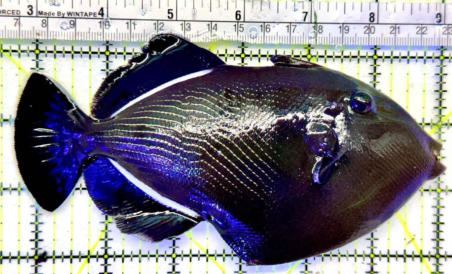 Black Triggerfish BT101102 WYSIWYG Size: XL 6.25"