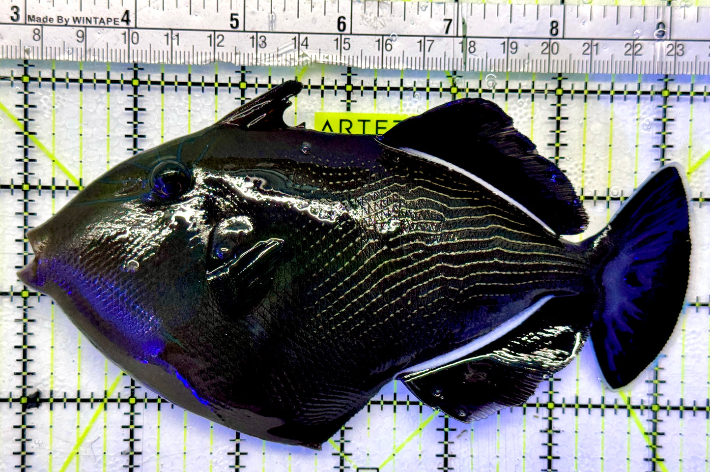 Black Triggerfish BT101102 WYSIWYG Size: XL 6.25"