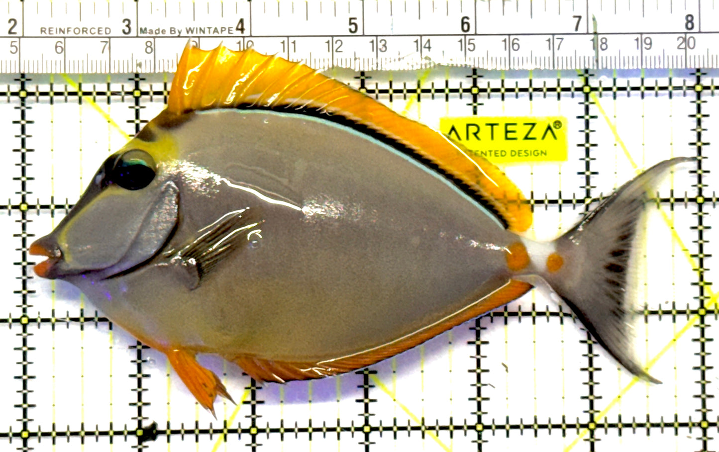 Blonde Naso Tang BNT101001 WYSIWYG Size: ML 5.75" approx