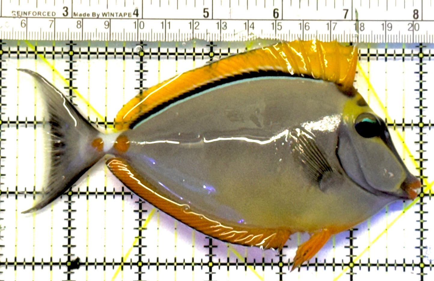 Blonde Naso Tang BNT101001 WYSIWYG Size: ML 5.75" approx