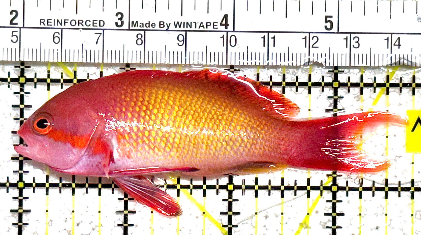 Male Lyretail Anthias (Tonga) MLA021101 WYSIWYG Size: L 3.75" approx