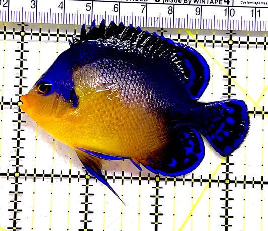 Venustus Angelfish VA062801 WYSIWYG Size: L 3.25"approx