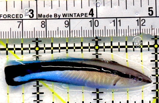Blue Cleaner Wrasse BCW101103 WYSIWYG Size: XL 2.5"