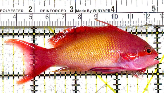 Male Lyretail Anthias (Tonga) MLA021101 WYSIWYG Size: L 3.75" approx
