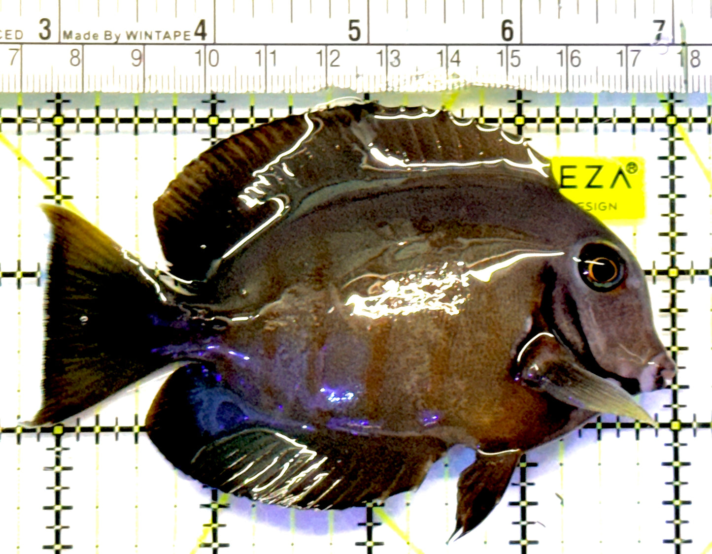 Eibli Mimic Tang EMT101101 WYSIWYG Size: XL 4.25" approx