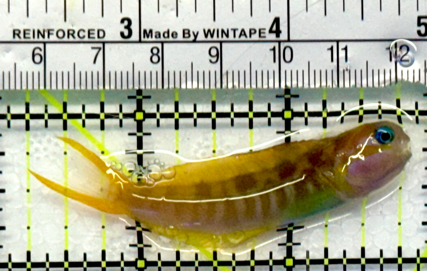 Golden Midas Blenny Africa GMBA101102 WYSIWYG Size: M 2.75"