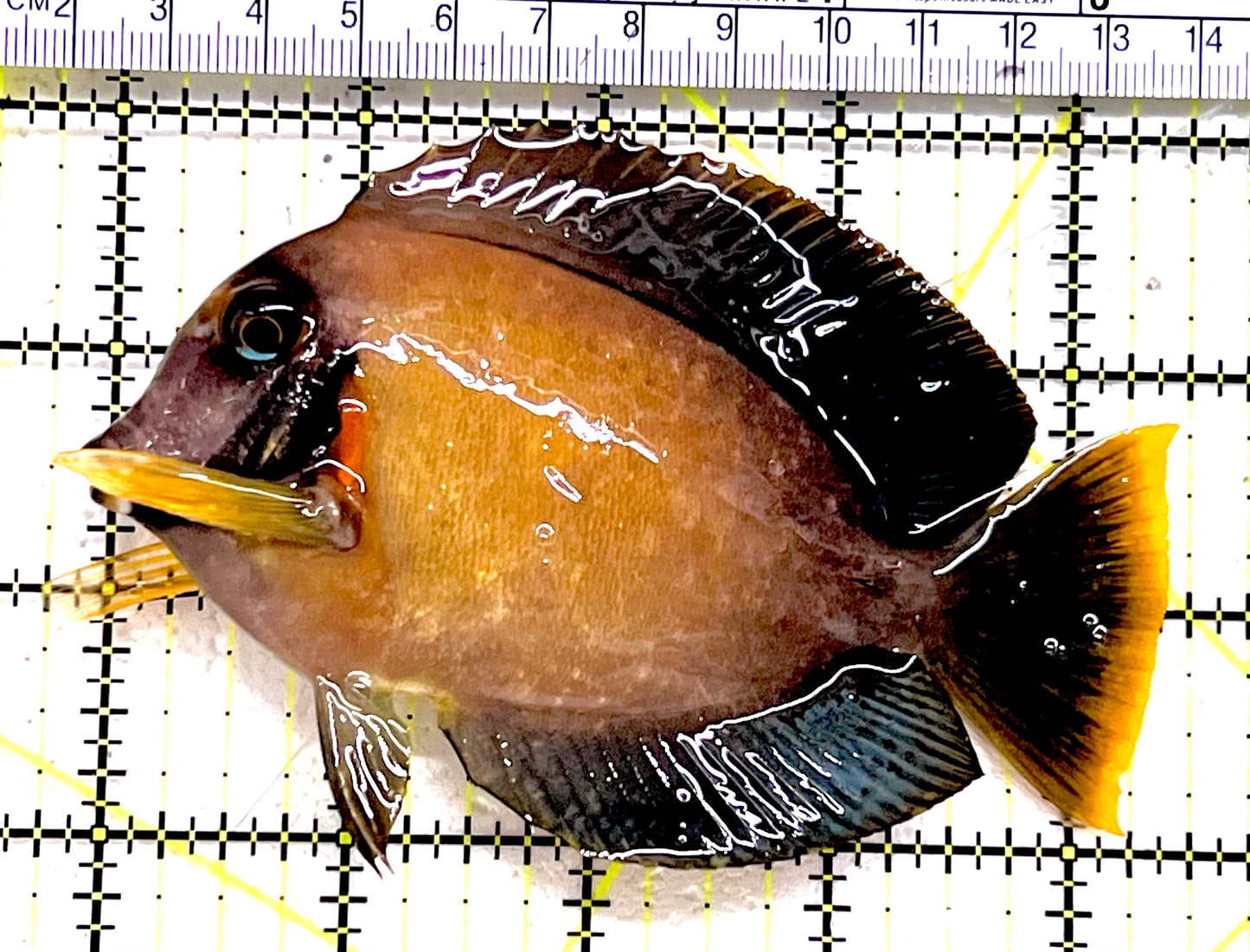 Chocolate Tang (Yellow Mimic when Juvenile) CT062801 WYSIWYG Size: L 4.75" approx