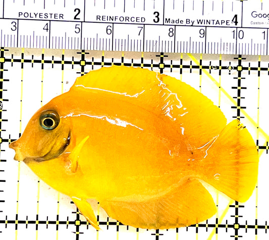 Yellow Mimic Tang (Chocolate Tang When it is Adult) YMT062802 WYSIWYG Size: M 3.25" approx