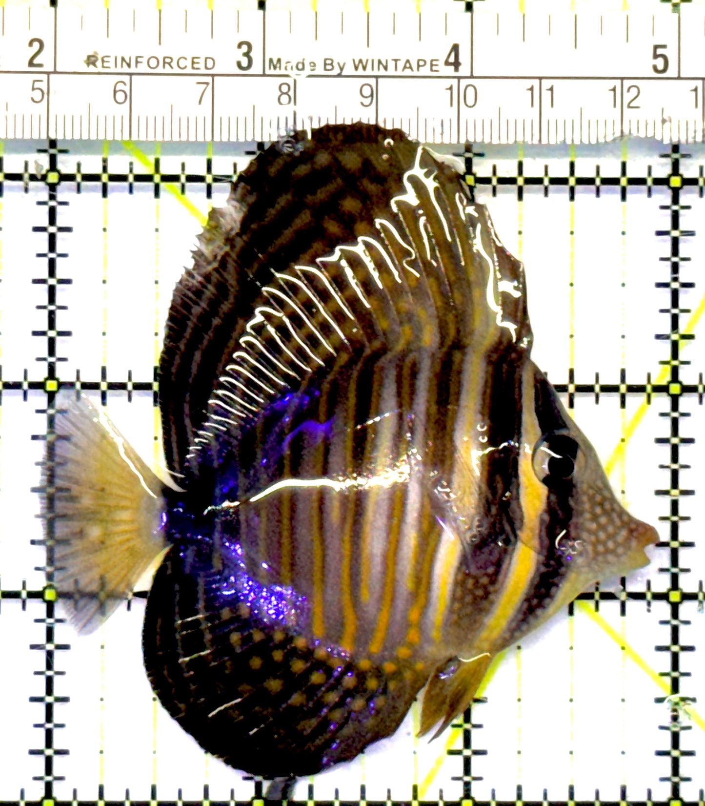 Desjardini Tang (Red Sea Sailfin Tang) DT101001 WYSIWYG Size: M 3" approx