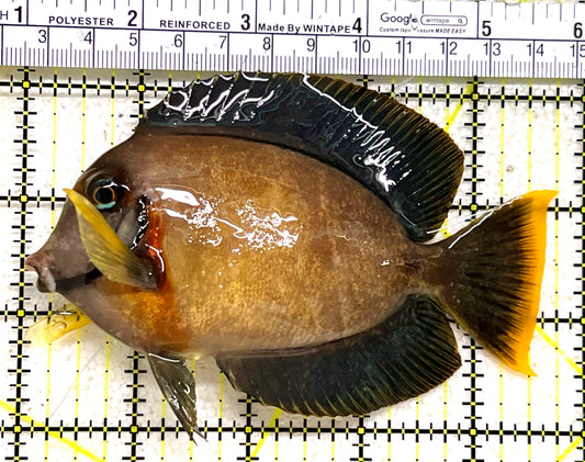 Chocolate Tang (Yellow Mimic when Juvenile) CT062801 WYSIWYG Size: L 4.75" approx