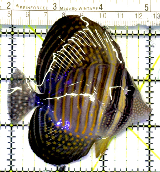 Desjardini Tang (Red Sea Sailfin Tang) DT101002 WYSIWYG Size: M 3.25" approx
