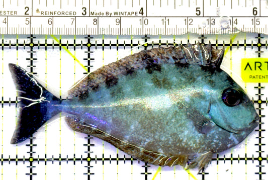 Black Tongue Unicorn Tang BTUT101001 WYSIWYG Size: ML 4.5" approx