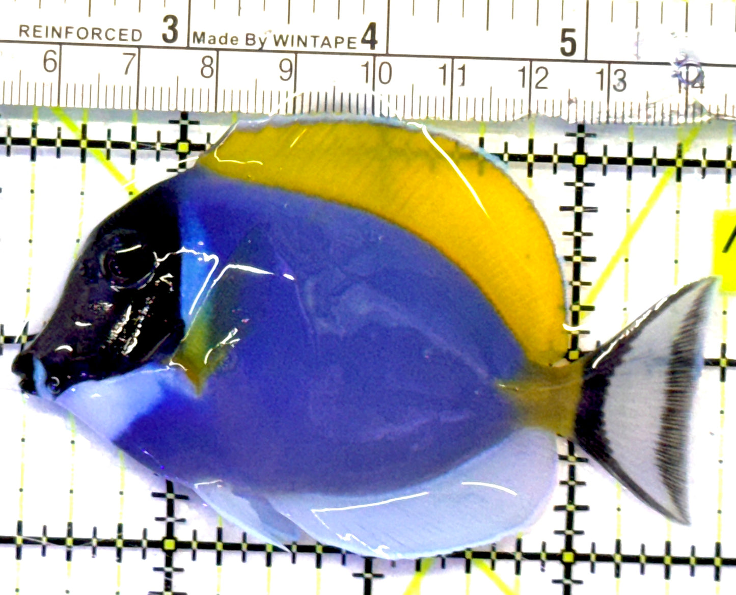 Powder Blue Tang PBT101003 WYSIWYG Size: M 3.5" approx