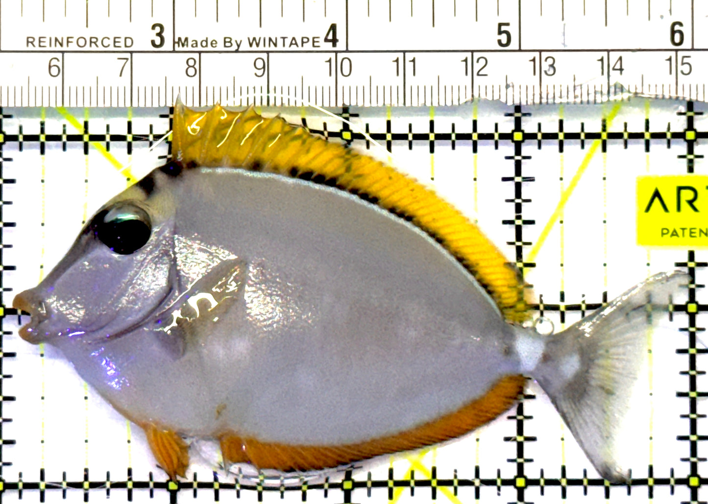 Blonde Naso Tang BNT101002 WYSIWYG Size: SM 3.75" approx