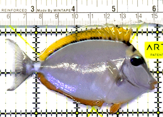 Blonde Naso Tang BNT101002 WYSIWYG Size: SM 3.75" approx